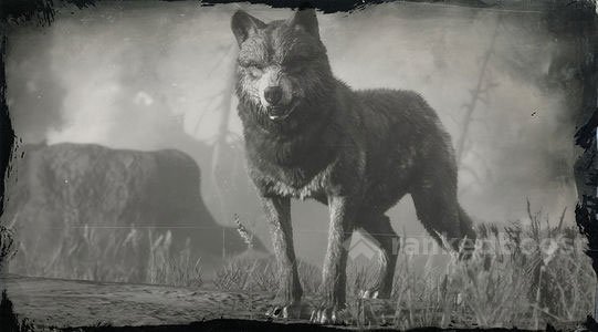 Red Dead Redemption 2 Wolf